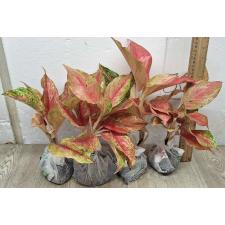 Аглаонема Красная Королева / Aglaonema Red Queen A-134
