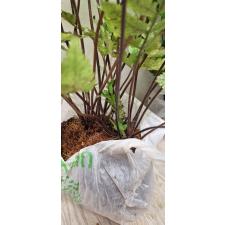 Heterogonium pinnatum (L)