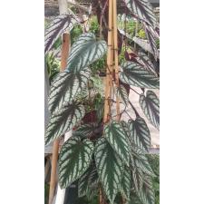 Cissus discolor 7 cm