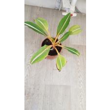 chlorophytum orchidastrum orange variegata