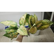 Aglaonema Kamkoon (pink form) 15 november.