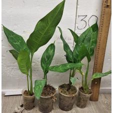 Аглаонема Шотт / Aglaonema Schott