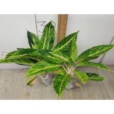 Aglaonema Prakaitong A-51