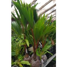 Hyophorbe lagenicaulis (Bottle palm) 131