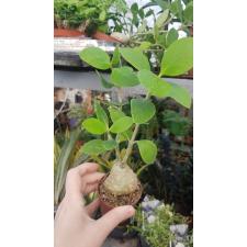 Гиднофитум Папуанум / Hydnophytum Papuanum