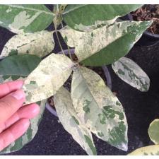 Crateva adansonii (white variegated)360