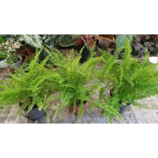 nephrolepis green fantasy