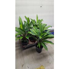 Cordyline Fruti. 'kiwi' 650р