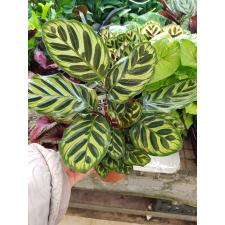 Calat Makoyana 14 cm pot