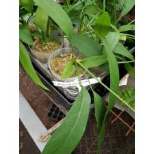 Anthurium vittariifolium x sib 2,5" B20 jun