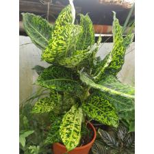 Dieffenbachia 'reflector' 27 cm pot