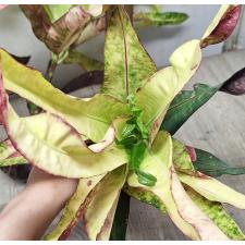 Кодиеум Та Муанг / Codiaeum Tha Muang A46