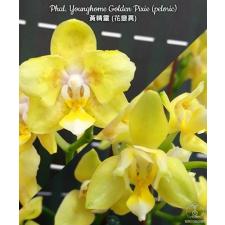 Фаленопсис Янгхом «Голден Пикси» (пелорик) / Phal. Younghome Golden Pixie (peloric)