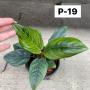 Aglaonema P-19 Khunmak