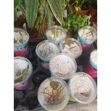 nimfea mix  red 350р