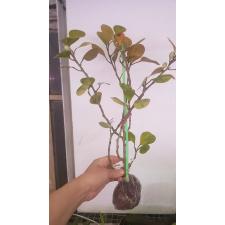 Ficus sp.(T08) Golden variegated 119