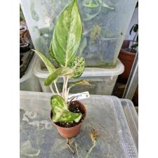 Aglaonema sp 8 - 500р