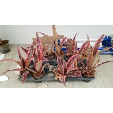 Cryptanthus fosterianus cv. Elaine 230 июнь