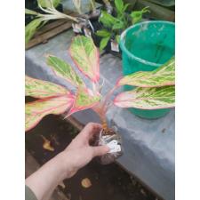 Aglaonema Siam Aurora (white variegated 61 распродажа