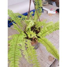 Nephrolepis exaltata 'Dassada' variegated подвес белый 1500p