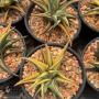 Haworthia limifolia variegata