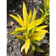 Codiaeum Golden Lance 260