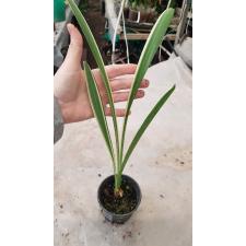 hymenocallis variegated