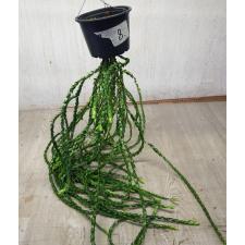 huperzia sp 8 pot