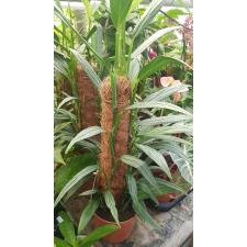 Epipremnum Silver Stripe 17 cm pot h-70cm 2800p