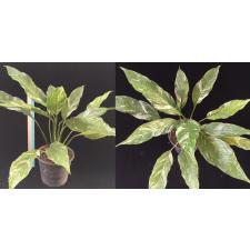 Spathiphyllum Silver Rain.