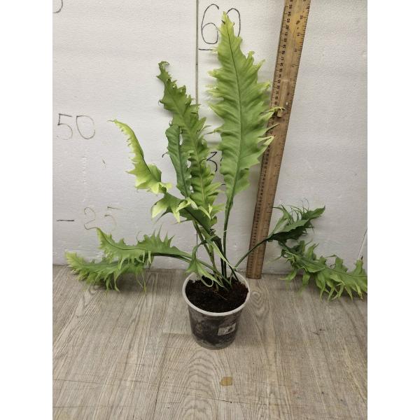 Микросорум сп Африка / Microsorum sp. Africa pot