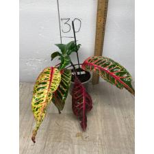 Codiaeum Flame Dragon