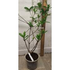 Эвклина лонгифлора (Рандия макранта) / Euclina longiflora (Randia macrantha) 88