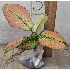 Аглаонема Камкун номер 2 / Aglaonema Kamkoon no.2 A-139