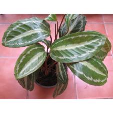 Calathea picturata 'Vandenhecki' 200
