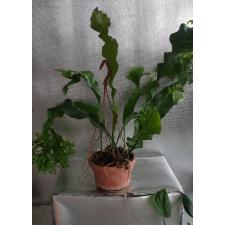Microsorum ‘Sabud Chor’ 167