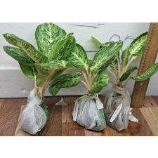 Аглаонема Сиам Компакт / Aglaonema A-106 Siam Compact