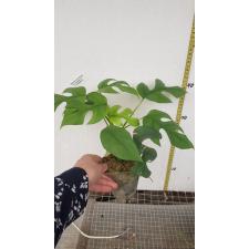 monstera minima