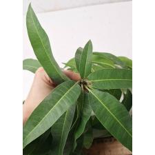Мангифера индика "Р2Е2" / Mangifera indica 'R2E2'. 174