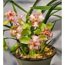 Цимбидиум "Грин Валлей Эмеральд" вариация Трилип / Cym.Green Valley Emerald 'Tri-Lipe'