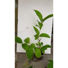 Citharexylum spinosum 8 см pot
