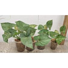 Syngonium sp Plum Allusion