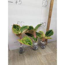 Aglaonema Pinky Pie A-47