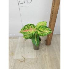 Aglaonema Maha Sethee pot