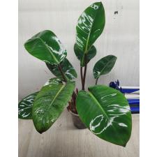 Philodendron red beauty pot