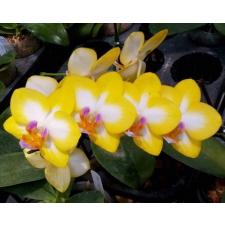 Phal. Yen Shuai Sweet Girl 'Shiny Girl' B09 July