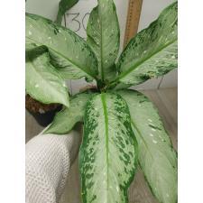 Dieffenbachia Udomsub (silver form).