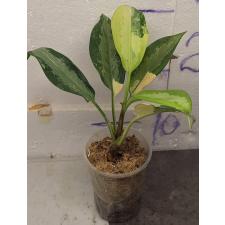 Аглаонема Суванапум / Aglaonema Suwanapum A-127