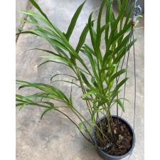 Phymatosorus grossus 'Skeleton' 204/1