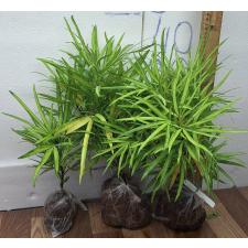 Осмоксилон линейный пёстрый. / Osmoxylon lineare variegated